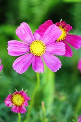 Obraz premium Beautiful cosmos colorful flowers in the garden