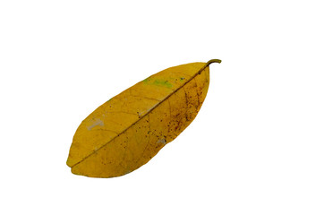 Yellow dry leaves with white blurred pattern background