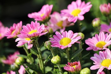 Obraz premium Chrysanthemums flower is beautiful in the garden