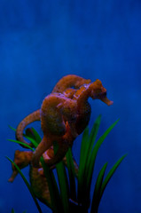Seahorses flock flock near algae