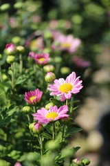 Obraz premium Chrysanthemums flower is beautiful in the garden