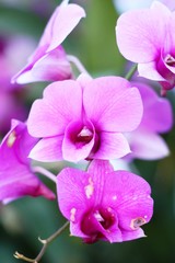 Fototapeta na wymiar Orchid flower at beautiful in the nature