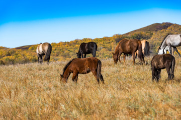 Bashang of Inner Mongolia horse farm horses