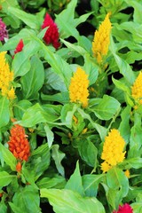 Beautiful celosia argentea flowers with the nature