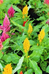 Beautiful celosia argentea flowers with the nature