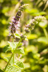 Flor de menta