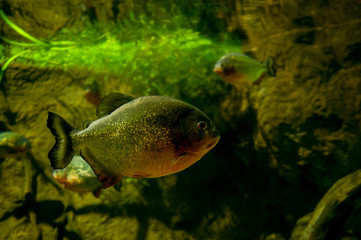 Piranha fish in a large aquarium