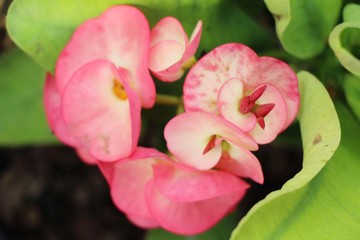 Euphorbia milli crown of thorns in nature