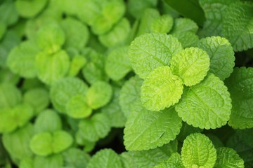 Pepper mint leaves in garden with nature