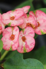 Euphorbia milli crown of thorns in nature