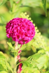 Beautiful celosia argentea flowers with the nature