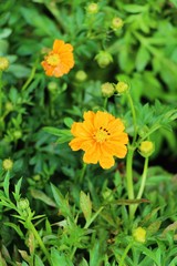 Beautiful cosmos colorful flowers in the garden