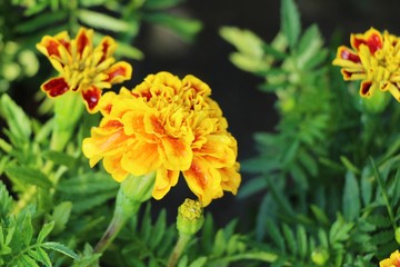 Beautiful bloom colorful flowers in the garden