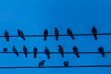 Bird on the wire