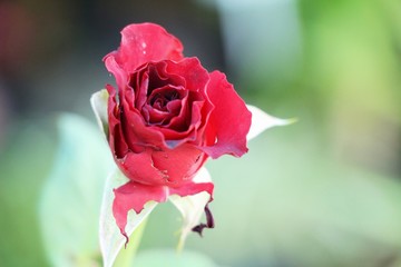 Beautiful roses is blooming in the garden