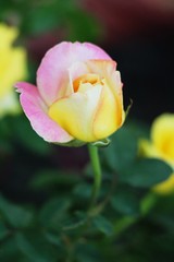 Beautiful roses is blooming in the garden