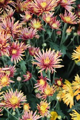 Chrysanthemums flower is beautiful in the garden