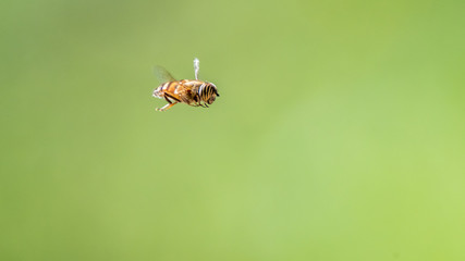 Isolated close up of a single bumble bee in flight with green background- Israel