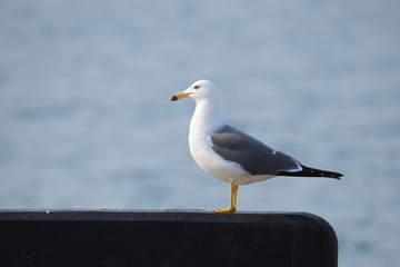 ウミネコ　成鳥　Black-tailed gull	