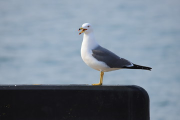 ウミネコ　成鳥　Black-tailed gull	
