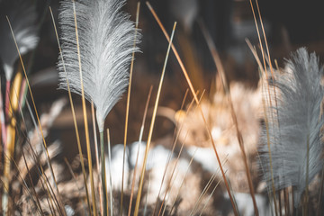 Wheat in bag background