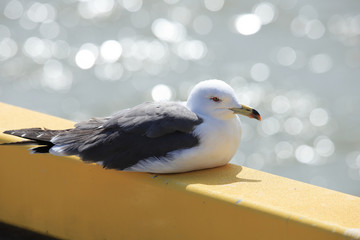 ウミネコ　成鳥　Black-tailed gull