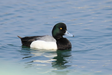 スズガモ　Greater Scaup
