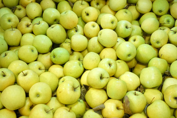Fresh picked green apples background in the harvest season