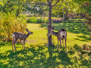 Obraz na płótnie Canvas Mule Deer Mother and Young One
