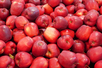 Fototapeta na wymiar Fresh picked red delicious apples background in the harvest season