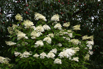 Blossoming, all in white inflorescences a hydrangea bush against the background of a dark pear with...