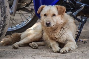 dog in the park