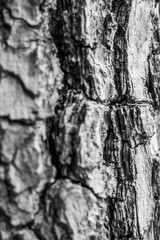 Black and White Tree Bark