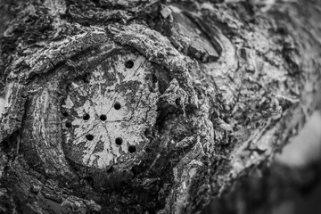 Black and White Tree Limb