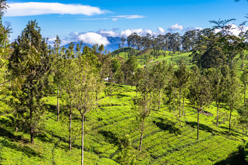 Fototapeta na wymiar Tea plantation near Haputale. Sri Lanka.