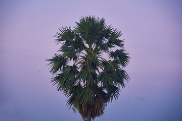 single sugar palm tree on twilight skyline in minimalist concept