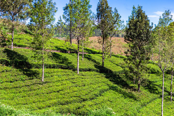 Fototapeta na wymiar Tea plantation near Haputale. Sri Lanka.