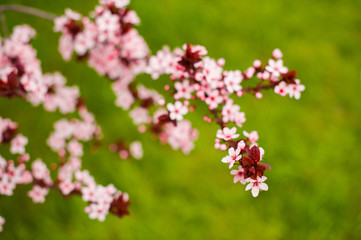 Spring Cherry blossoms, pink flowers. Green grass