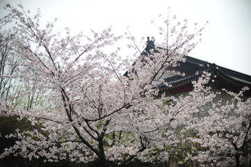 The beautiful cherry blossoms bloom in spring