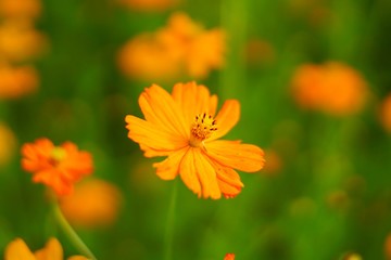 Closeup yellow cosmos flowers with blurrycopy space background