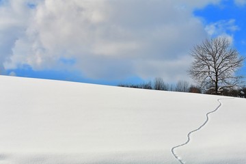 雪の丘と冬木立ちと足跡