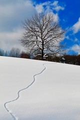 雪の丘と冬木立ちと足跡