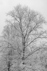 Winter Tale in Izmailovo, Moscow