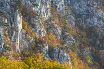 Autumn landscape in limestone mountains, with beautiful foliage, mist and black pine trees hanging on rocks
