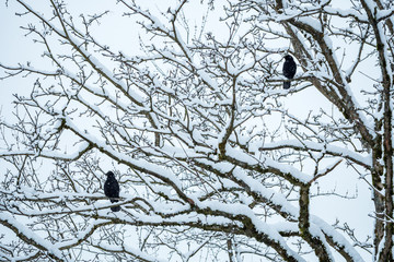 crows resting on the leafless branches covered in snow in the park under over cast sky on a cold winter morning 
