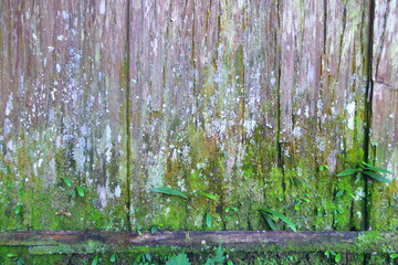 古い木板の壁 - Old wooden wall