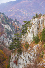 Autumn landscape in limestone mountains, with beautiful foliage, mist and black pine trees hanging on rocks