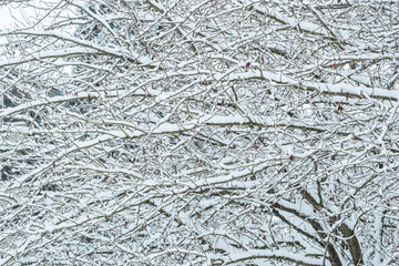 dense leafless tree branches covered in snow in the park in a cold over cast winter morning.