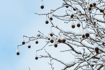 nuts hanging on leafless tree top covered with snow under cloudy sky