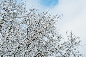 dense leafless tree branches covered in snow in the park under cloudy blue sky on a winter morning